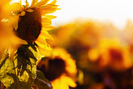 Litha: A Beginner’s Guide to Celebrating the Summer Solstice
